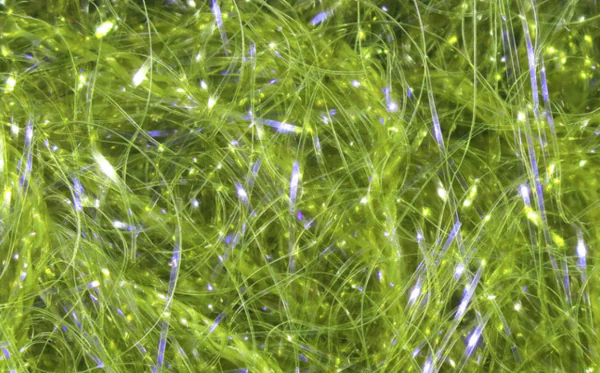Dyed UV Polar Chenille - Image 8