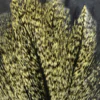 Coq de Leon - Image 5
