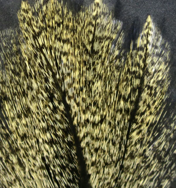 Coq de Leon - Image 5