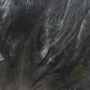 Coq de Leon - Image 4