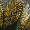 Coq de Leon - Image 2