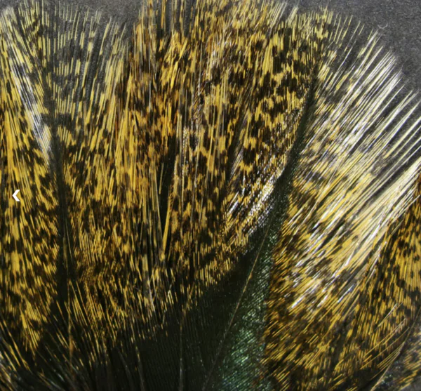Coq de Leon - Image 2